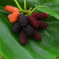 Russian Mulberry