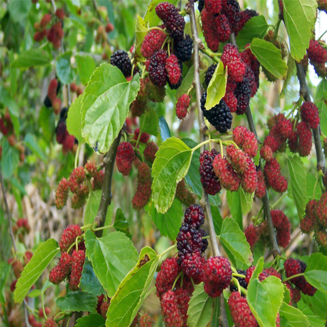 Russian Mulberry