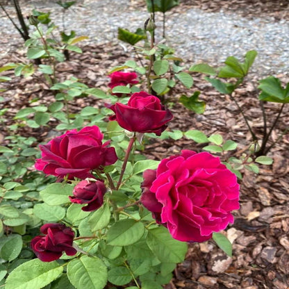 Crimson knight Brindabella Rose