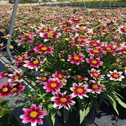 Coreopsis Li&