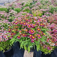 Coreopsis Li'l Bang® 'Starstruck' - [EG]