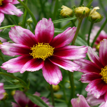 Coreopsis Li&