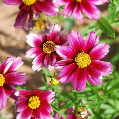 Coreopsis Li&
