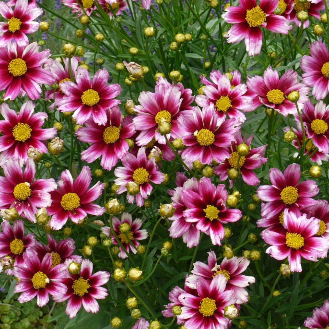 Coreopsis Li&