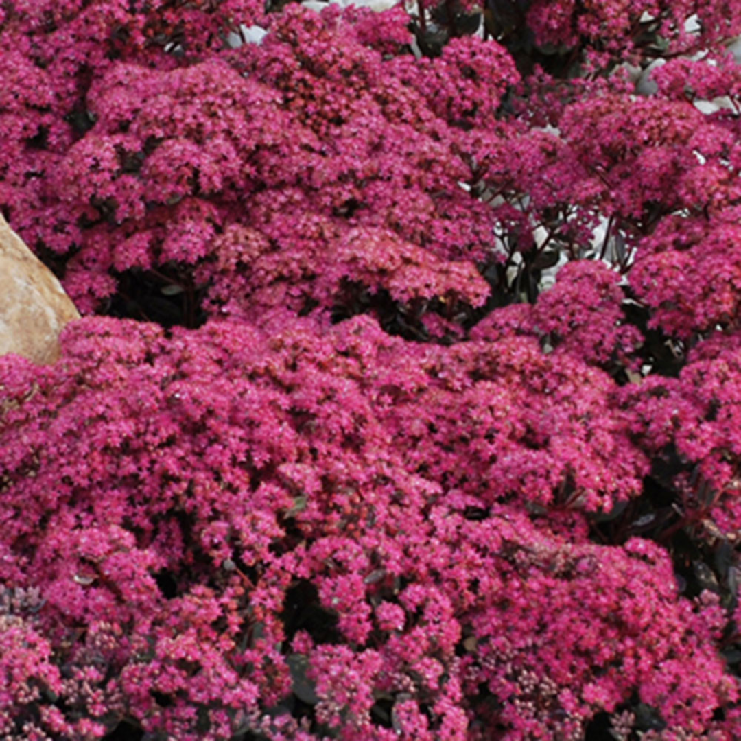 Sedum SunSparkler® &