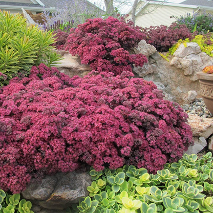 Sedum SunSparkler® &