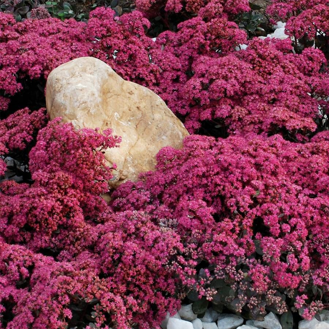 Sedum SunSparkler® &