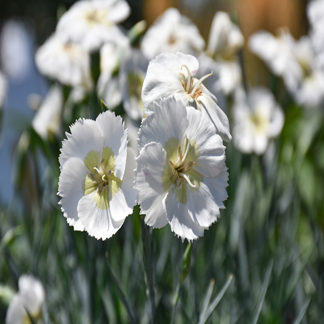 Dianthus American Pie &