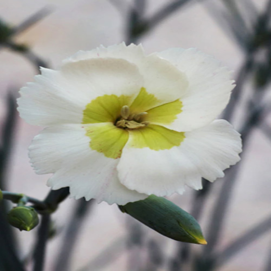Dianthus American Pie &