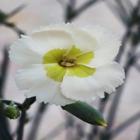 Dianthus American Pie 'Key Lime Pie' - [EG]
