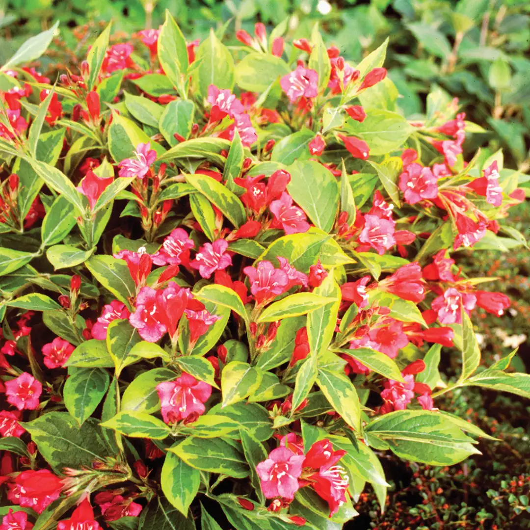 French Lace Weigela