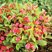 French Lace Weigela