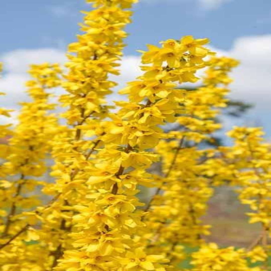 Golden Times Forsythia Fast and Moderate Growing Shrub