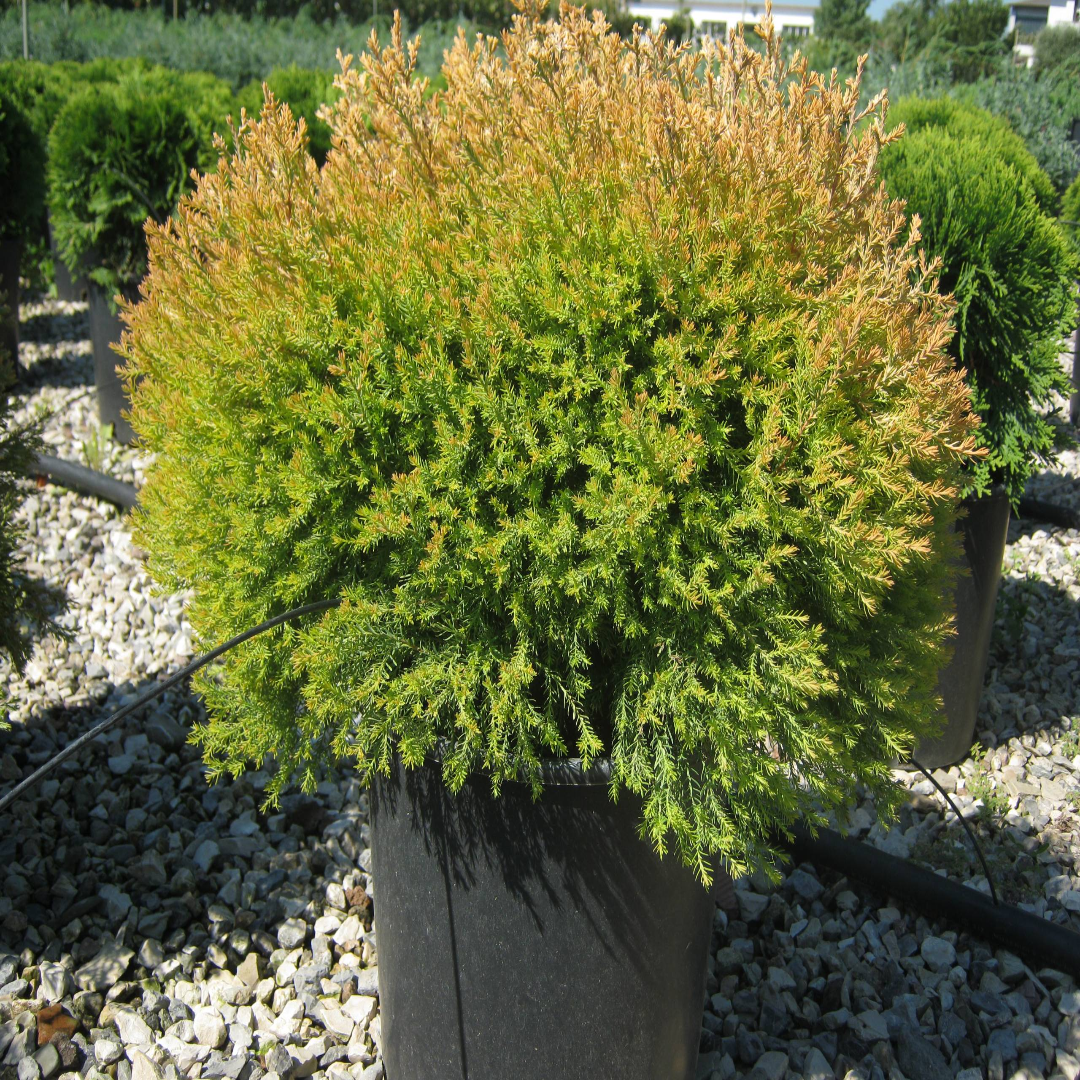 Thuja Rheingold Arborvitae