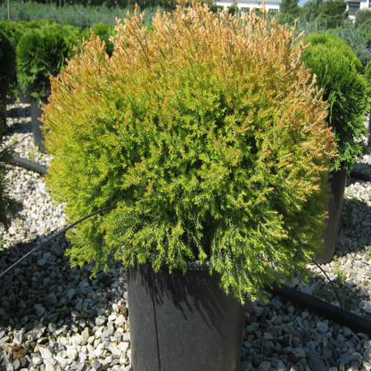 Thuja Rheingold Arborvitae