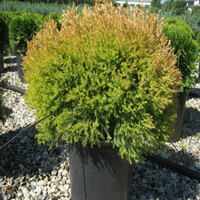 Thuja Rheingold Arborvitae