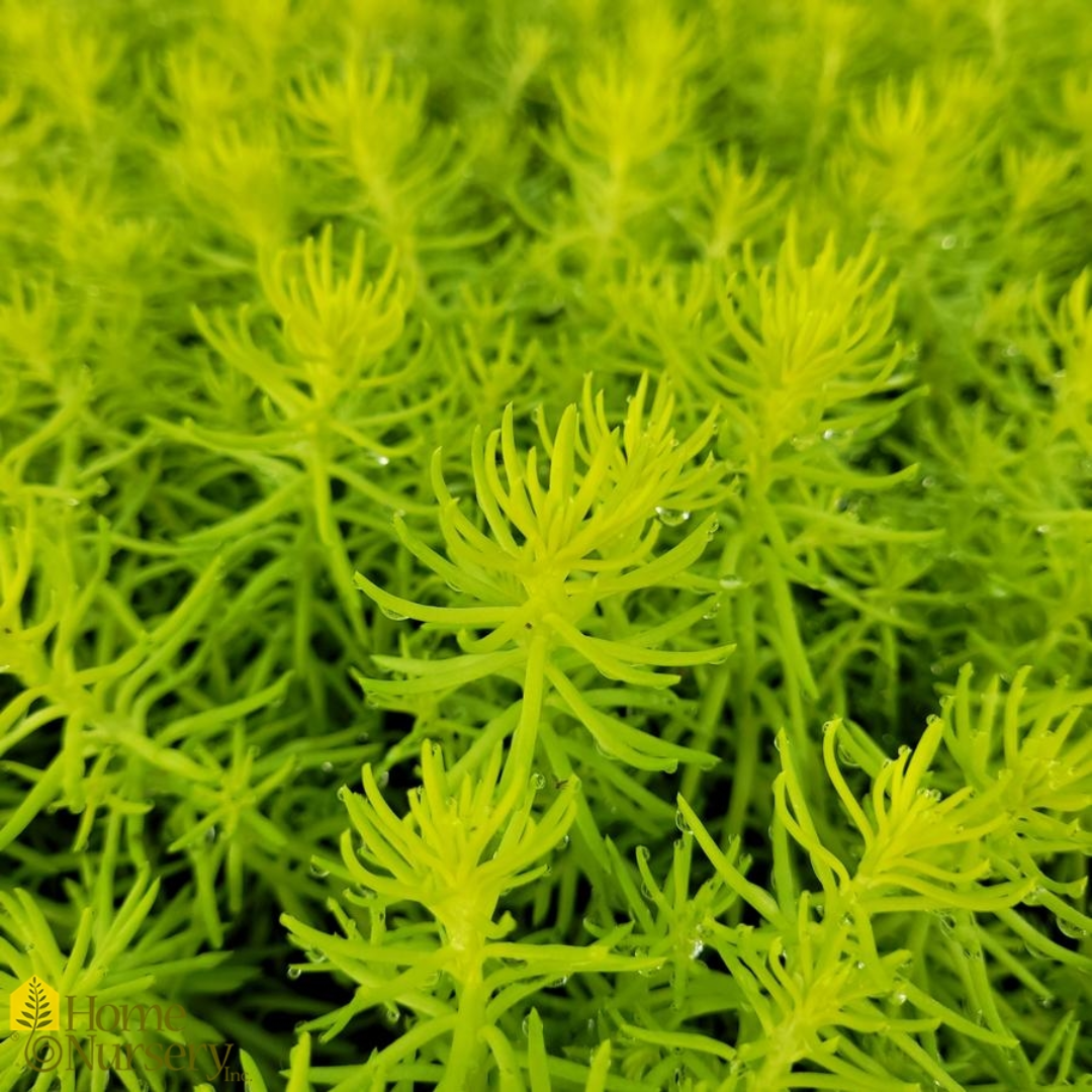 Sedum rupestre &