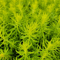 Sedum rupestre 'Angelina' (Angelina Stonecrop) - [EG]