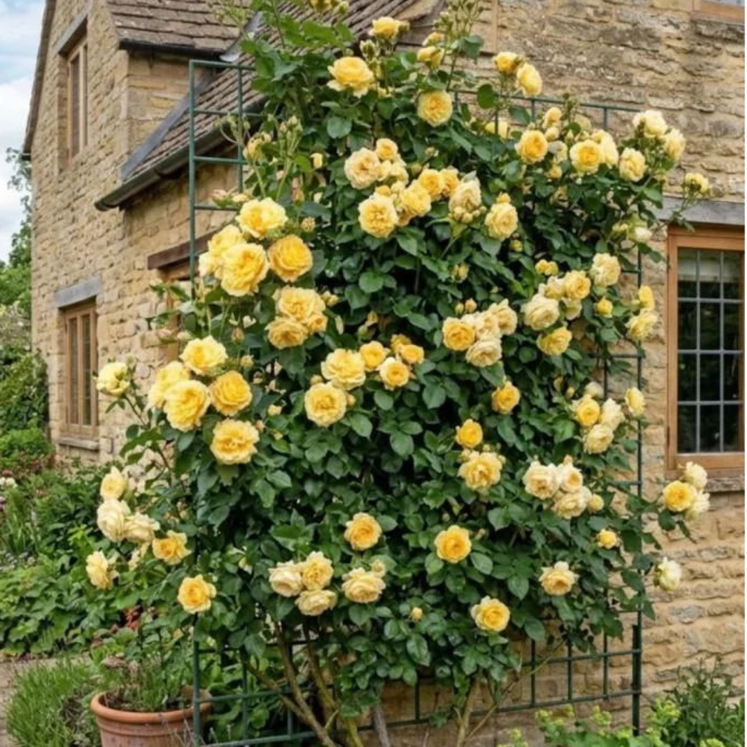 Yellow Climbing Rose Vine