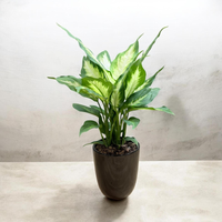 Dieffenbachia ‘Dumb Cane’