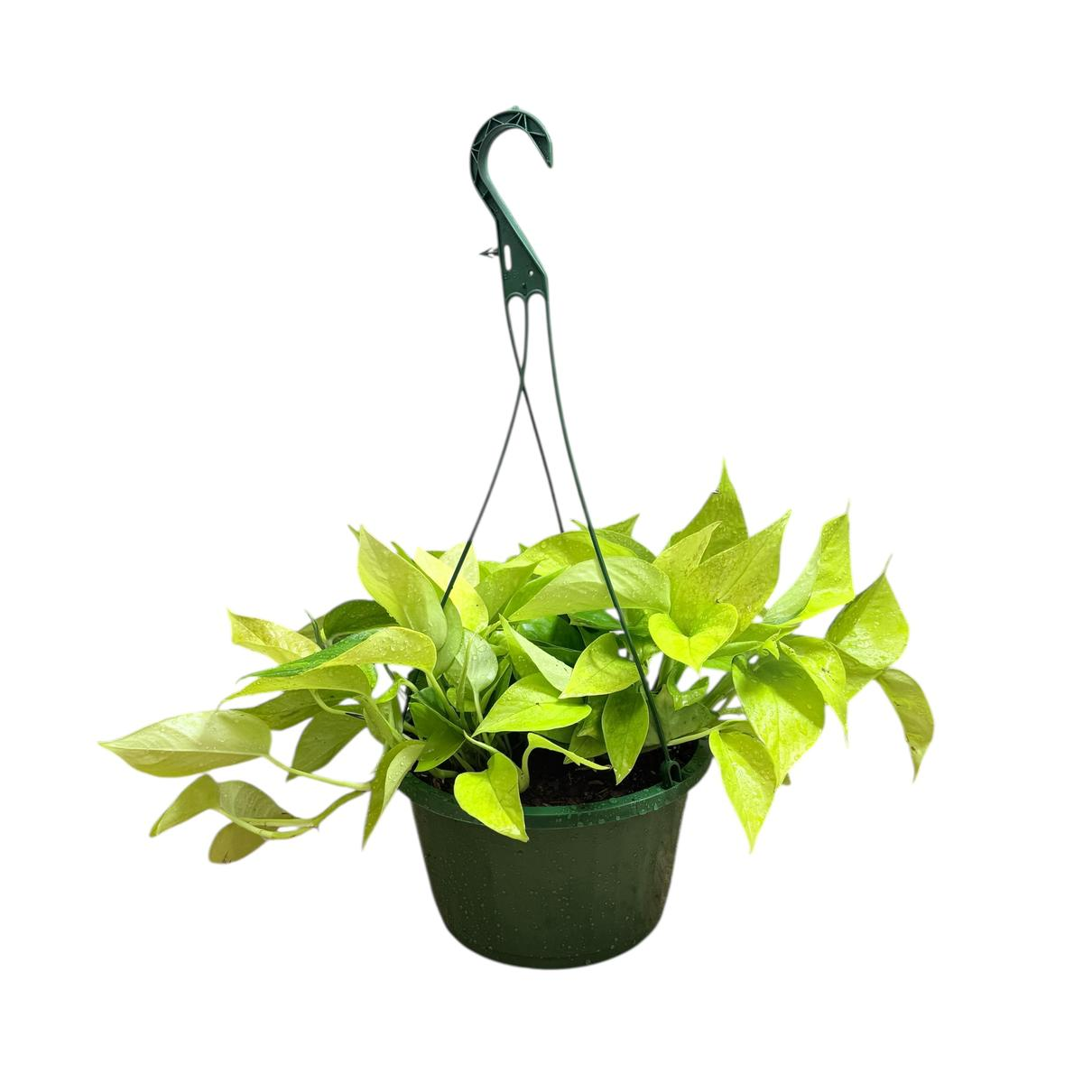 Golden Pothos Hanging Baskets