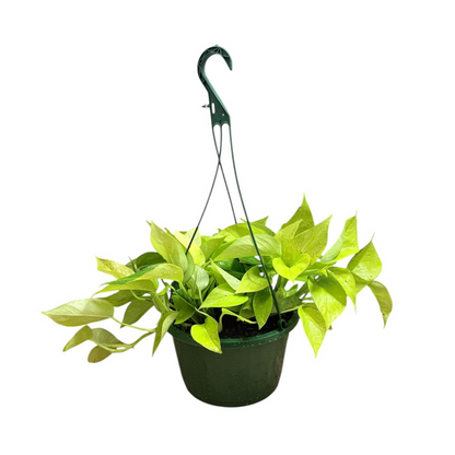 Golden Pothos Hanging Baskets