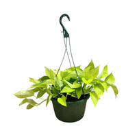 Golden Pothos Hanging Baskets