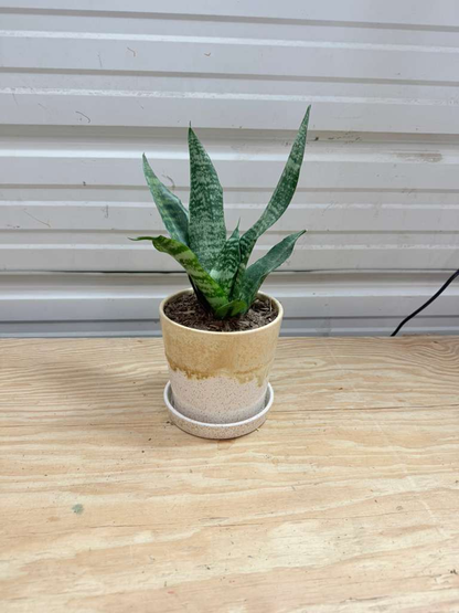 Snake Plant (Sansevieria trifasciata)