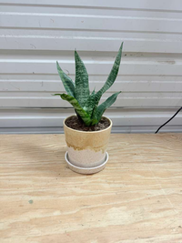 Snake Plant (Sansevieria trifasciata)
