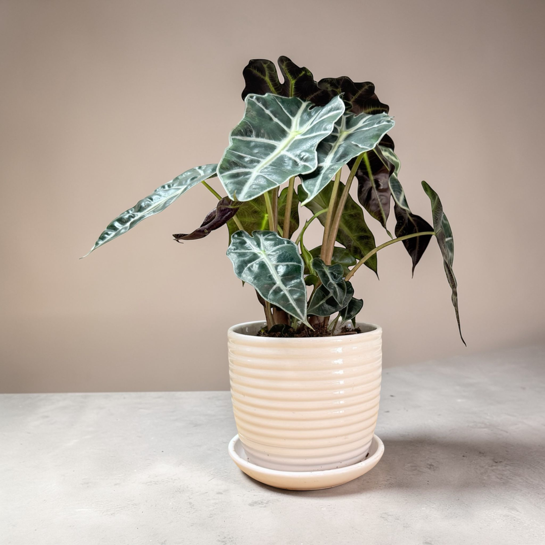Alocasia amazonica polly tropical houseplant with striking veined foliage