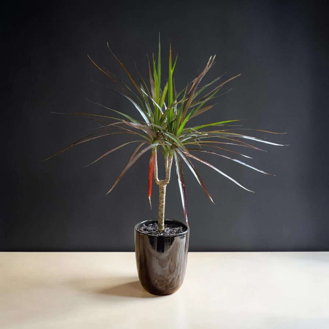 Madagascar Dragon (Dracaena marginata)