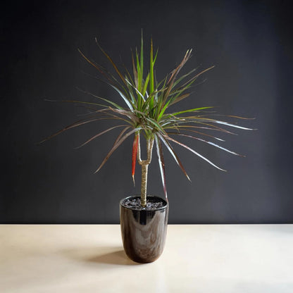 Madagascar Dragon (Dracaena marginata)