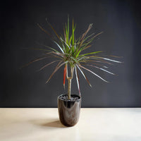 Madagascar Dragon (Dracaena marginata)