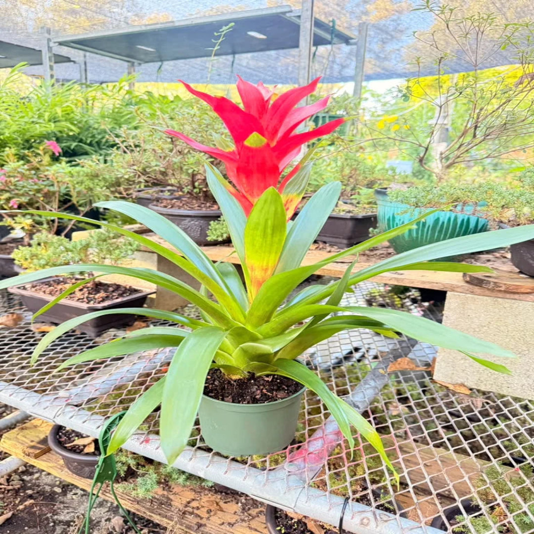 Pixies Gardens Bromeliad Live Indoor Plant in Decorative Pot
