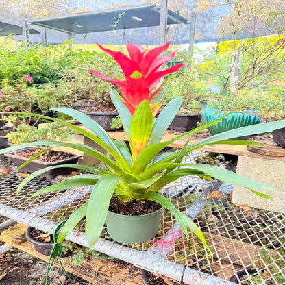 Pixies Gardens Bromeliad Live Indoor Plant in Decorative Pot