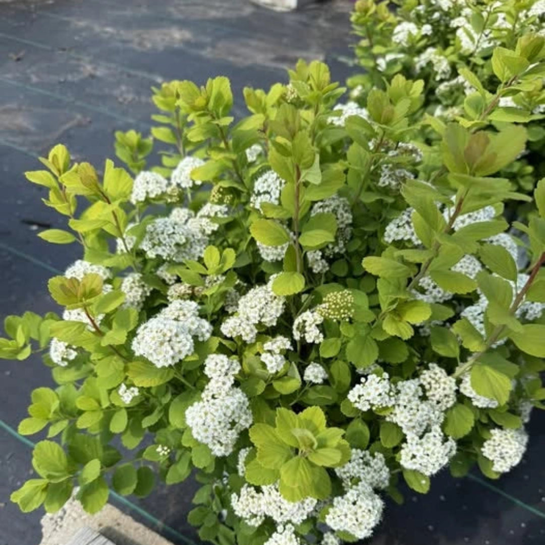 Lemon Lime Spirea