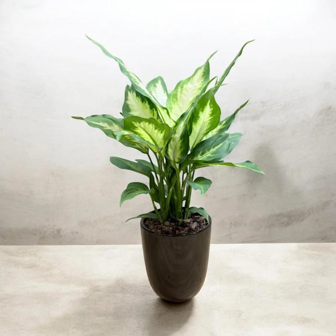 Dieffenbachia ‘Dumb Cane’ - Live Plant in Ceramic Pot
