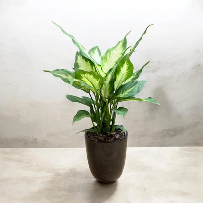 Dieffenbachia ‘Dumb Cane’ - Live Plant in Ceramic Pot