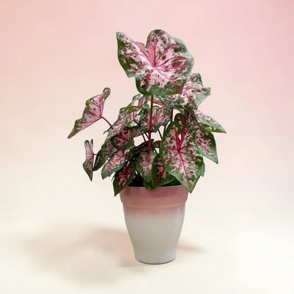 Caladium Plant – Colorful Tropical Foliage Live Indoor Plant in Ceramic Pot