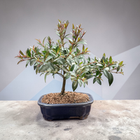 Live Brush Cherry Bonsai