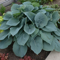 Hosta 'Blueberry Muffin'