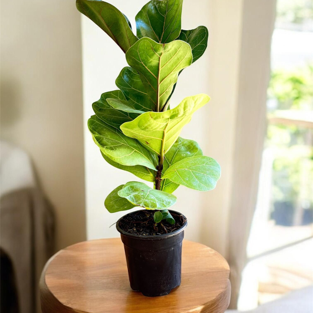 Fiddle Leaf Fig Tree (Live Indoor Plant)