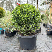 Topiary Boxwood Green Mountain Globe
