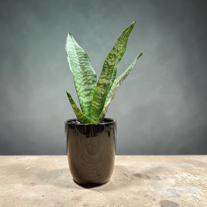 Snake Plant (Sansevieria trifasciata)