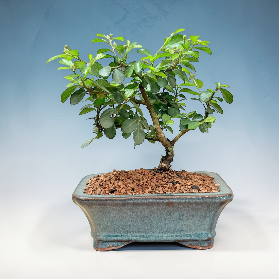 Lavender Star Live Bonsai Tree in small ceramic Planter