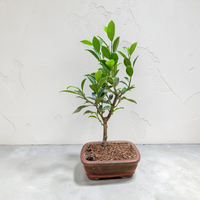 Ficus Live Bonsai