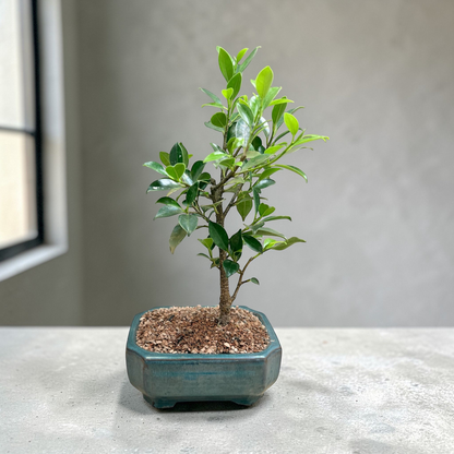 Ficus Live Bonsai