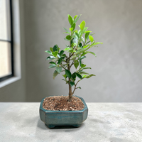 Ficus Live Bonsai
