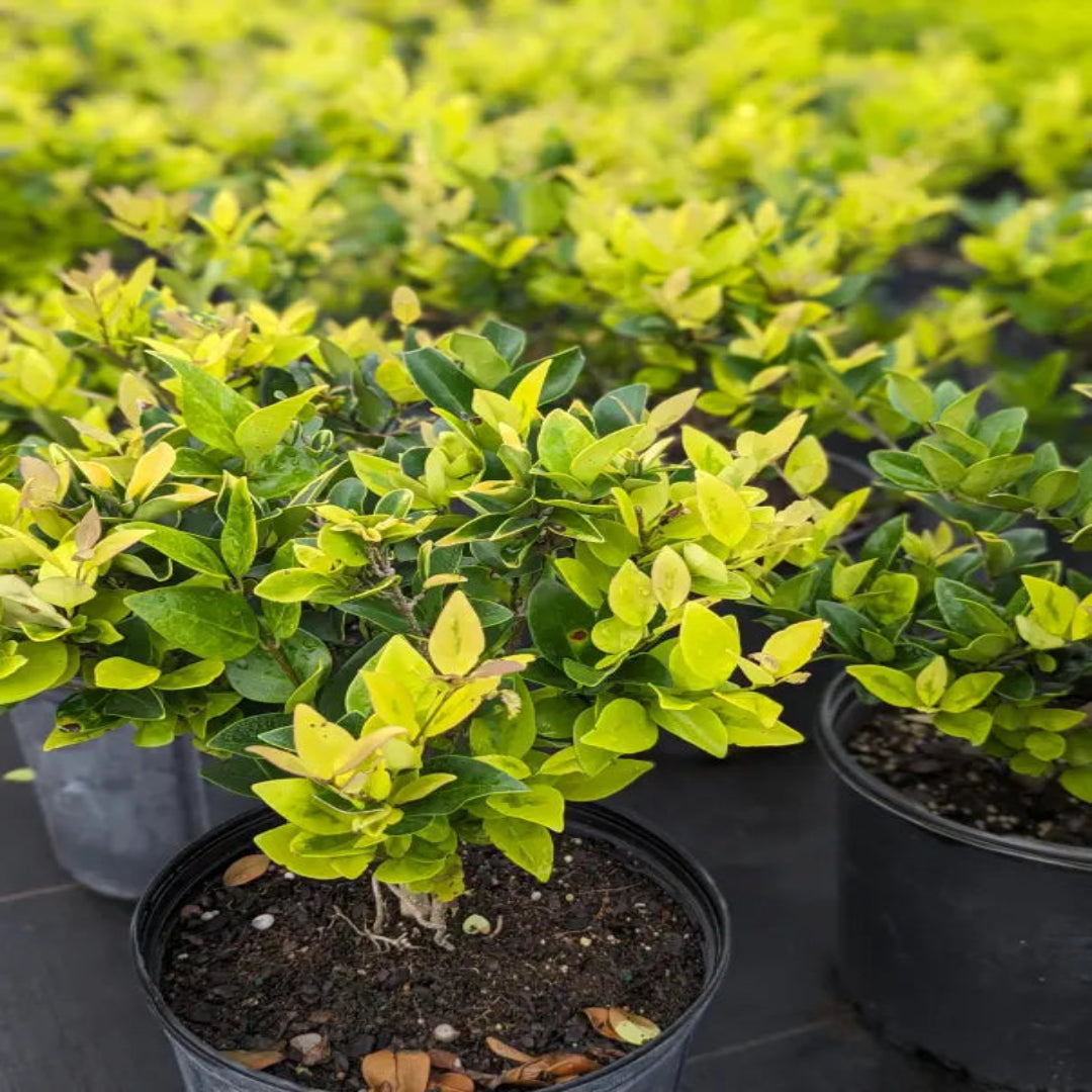 Goldtip Ligustrum