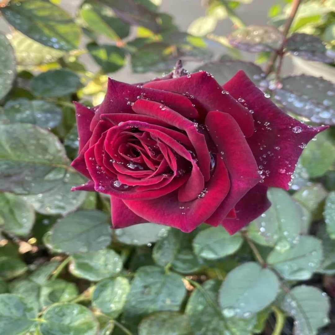 Crimson knight Brindabella Rose